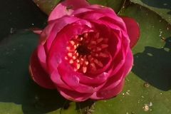 IMG_20250715_095408
