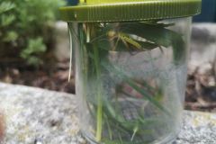 IMG_20250715_103631